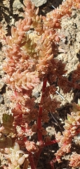 Crassula sieberiana