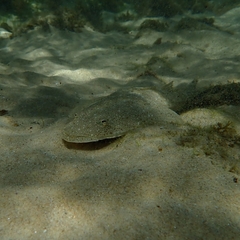 Platycephalus fuscus