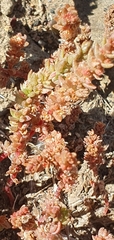 Crassula sieberiana
