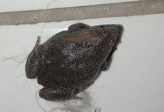 Elachistocleis bicolor