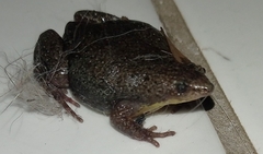 Elachistocleis bicolor