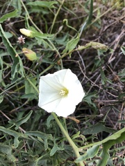 Calystegia macrostegia