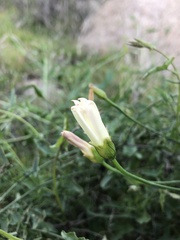 Calystegia macrostegia