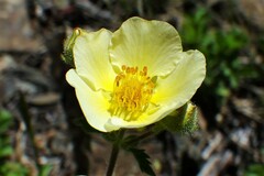 Drymocallis pseudorupestris