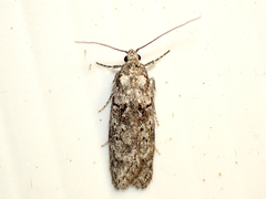 Izatha convulsella
