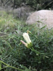Calystegia macrostegia