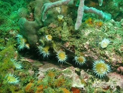 Anthothoe albocincta