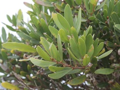 Hakea oleifolia