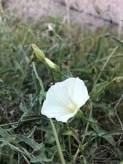 Calystegia macrostegia