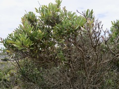 Hakea oleifolia