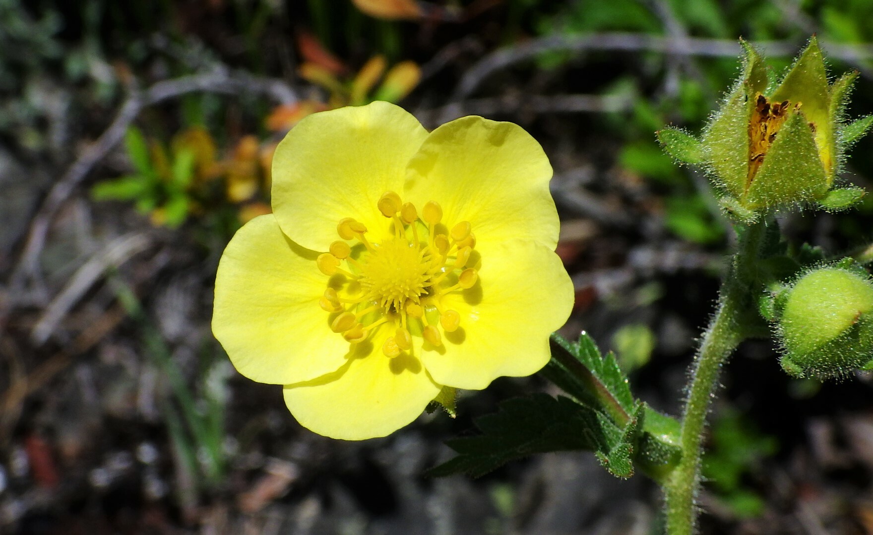 Drymocallis pseudorupestris