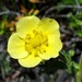 False Rock-loving Cinquefoil - Photo (c) Matthias Buck, some rights reserved (CC BY-NC), uploaded by Matthias Buck