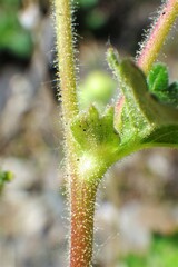 Drymocallis pseudorupestris