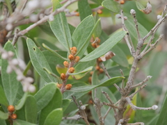 Hakea oleifolia