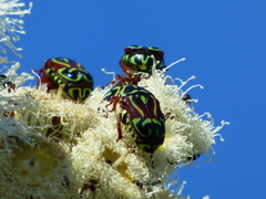 Eupoecila australasiae