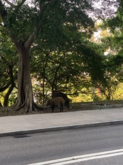 Sus scrofa moupinensis