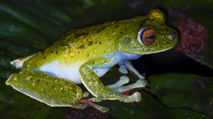 Boana rufitela