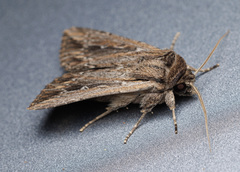 Persectania dyscrita