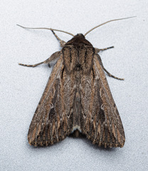 Persectania dyscrita