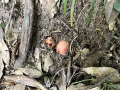 Mitrastemon yamamotoi