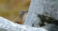 Geocolaptes olivaceus