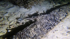 Platycephalidae