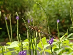 Orthetrum luzonicum