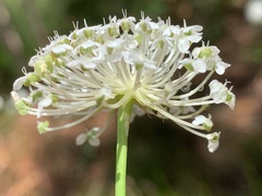 Trachymene composita composita