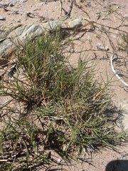 Distichlis distichophylla