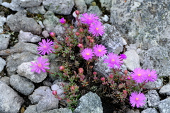 Lampranthus pocockiae