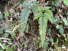 Pteris aspericaulis