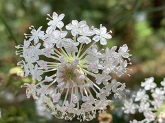Trachymene composita composita