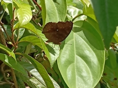 Junonia hedonia ida