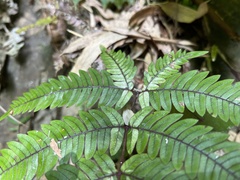 Pteris aspericaulis
