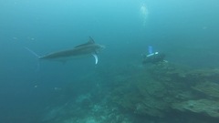 Black Marlin photo 3