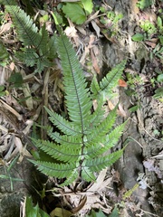 Pteris aspericaulis