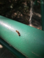 Orvasca subnotata