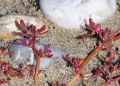 Sesuvium maritimum