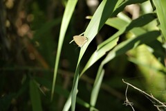 Jamides bochus formosanus