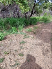 Varanus panoptes panoptes