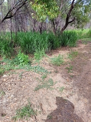 Varanus panoptes panoptes