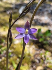 Thelymitra hatchii