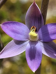 Thelymitra hatchii