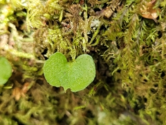 Corybas