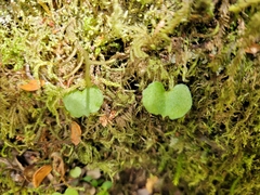 Corybas