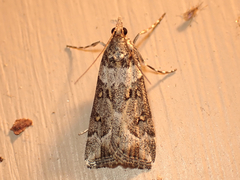Scoparia tetracycla