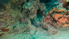 Calloplesiops altivelis