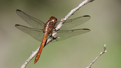 Orthemis discolor