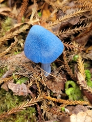 Entoloma hochstetteri