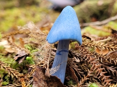 Entoloma hochstetteri